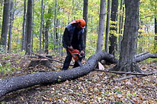 Arbor North :: Bucking the Logs